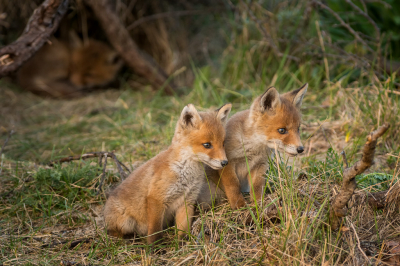 <i class='fa fa-user'></i>&nbsp;Patrick Blom&nbsp;|  Vos&nbsp; <i class='fa fa-eye'>&nbsp;144</i> &nbsp;<i class='fa fa-thumbs-up'>&nbsp;6</i> &nbsp; <i class='fa fa-comment-o'>&nbsp;6</i>