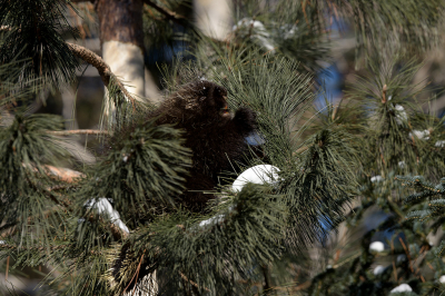 <i class='fa fa-user'></i>&nbsp;Jan Luit&nbsp;|  Oerzon of Noord-Amerikaans Boomstekelvarken&nbsp; <i class='fa fa-eye'>&nbsp;139</i> &nbsp; <i class='fa fa-comment-o'>&nbsp;4</i>