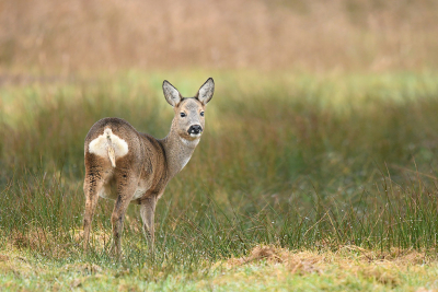 <i class='fa fa-user'></i>&nbsp;Eric Gibcus&nbsp;|  Ree&nbsp; <i class='fa fa-eye'>&nbsp;98</i> &nbsp;<i class='fa fa-thumbs-up'>&nbsp;6</i> &nbsp; <i class='fa fa-comment-o'>&nbsp;3</i>