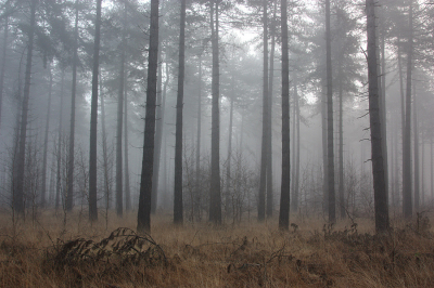 <i class='fa fa-user'></i>&nbsp;Paul Vandebroek&nbsp;|  Mistig landschap&nbsp; <i class='fa fa-eye'>&nbsp;83</i> &nbsp;<i class='fa fa-thumbs-up'>&nbsp;3</i> &nbsp; <i class='fa fa-comment-o'>&nbsp;5</i>