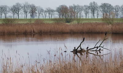 <i class='fa fa-user'></i>&nbsp;Ben Aalders&nbsp;|  Langs de Overijsselse Vecht en Zwartewater&nbsp; <i class='fa fa-eye'>&nbsp;78</i> &nbsp;<i class='fa fa-thumbs-up'>&nbsp;4</i> &nbsp; <i class='fa fa-comment-o'>&nbsp;6</i>