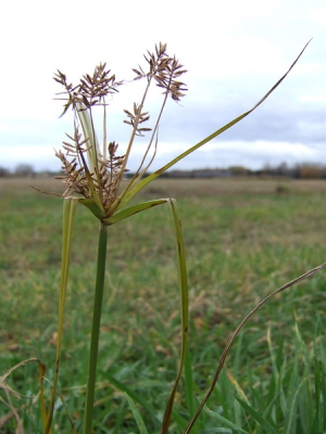 <i class='fa fa-user'></i> JHvS | Knolcyperus  <i class='fa fa-eye'> 168</i>   <i class='fa fa-comment-o'> 1</i>