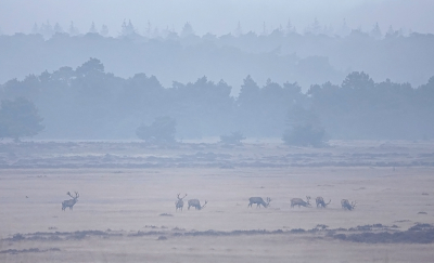 <i class='fa fa-user'></i>&nbsp;nelappelmelk&nbsp;|  Edelhert&nbsp; <i class='fa fa-eye'>&nbsp;147</i> &nbsp;<i class='fa fa-thumbs-up'>&nbsp;12</i> &nbsp; <i class='fa fa-comment-o'>&nbsp;9</i>