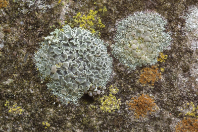 <i class='fa fa-user'></i>&nbsp;Johan van Gurp&nbsp;|  Verborgen Schotelkorst&nbsp; <i class='fa fa-eye'>&nbsp;96</i> &nbsp;<i class='fa fa-thumbs-up'>&nbsp;8</i> &nbsp; <i class='fa fa-comment-o'>&nbsp;7</i>