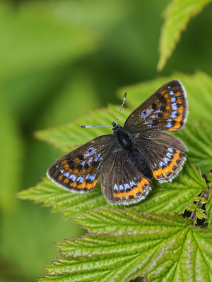 <i class='fa fa-user'></i>&nbsp;Mignon-Creative&nbsp;|  Blauwe Vuurvlinder&nbsp; <i class='fa fa-eye'>&nbsp;153</i> &nbsp;<i class='fa fa-thumbs-up'>&nbsp;13</i> &nbsp; <i class='fa fa-comment-o'>&nbsp;9</i>