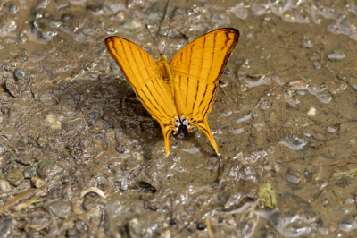 <i class='fa fa-user'></i>&nbsp;momo&nbsp;|  Marpesia berania fruhstorferi&nbsp; <i class='fa fa-eye'>&nbsp;134</i> &nbsp; <i class='fa fa-comment-o'>&nbsp;7</i>