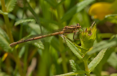 <i class='fa fa-user'></i>&nbsp;Louis&nbsp;|  Blauwe Breedscheenjuffer&nbsp; <i class='fa fa-eye'>&nbsp;67</i> &nbsp;<i class='fa fa-thumbs-up'>&nbsp;1</i> &nbsp; <i class='fa fa-comment-o'>&nbsp;4</i>