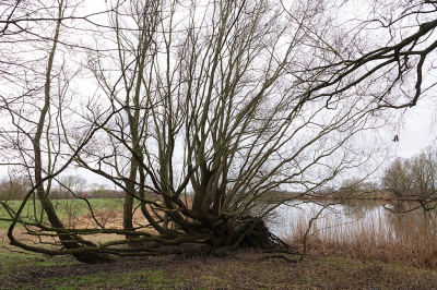 <i class='fa fa-user'></i>&nbsp;Ben Aalders&nbsp;|  Omgevallen boom&nbsp; <i class='fa fa-eye'>&nbsp;69</i> &nbsp;<i class='fa fa-thumbs-up'>&nbsp;1</i> &nbsp; <i class='fa fa-comment-o'>&nbsp;3</i>