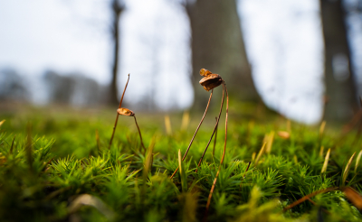 <i class='fa fa-user'></i>&nbsp;Arjen Drost&nbsp;|  Fraai Haarmos&nbsp; <i class='fa fa-eye'>&nbsp;96</i> &nbsp;<i class='fa fa-thumbs-up'>&nbsp;1</i> &nbsp; <i class='fa fa-comment-o'>&nbsp;5</i>