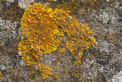 <i class='fa fa-user'></i>&nbsp;Johan van Gurp&nbsp;|  Groot Dooiermos&nbsp; <i class='fa fa-eye'>&nbsp;69</i> &nbsp;<i class='fa fa-thumbs-up'>&nbsp;1</i> &nbsp; <i class='fa fa-comment-o'>&nbsp;4</i>