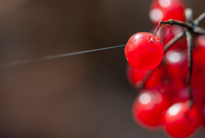 <i class='fa fa-user'></i>&nbsp;Hein&nbsp;|  Gelderse Roos&nbsp; <i class='fa fa-eye'>&nbsp;80</i> &nbsp;<i class='fa fa-thumbs-up'>&nbsp;1</i> &nbsp; <i class='fa fa-comment-o'>&nbsp;8</i>