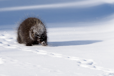 <i class='fa fa-user'></i>&nbsp;Jan Luit&nbsp;|  Oerzon of Noord-Amerikaans Boomstekelvarken&nbsp; <i class='fa fa-eye'>&nbsp;193</i> &nbsp;<i class='fa fa-thumbs-up'>&nbsp;18</i> &nbsp; <i class='fa fa-comment-o'>&nbsp;13</i>