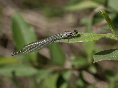 <i class='fa fa-user'></i>&nbsp;Louis&nbsp;|  Azuurwaterjuffer&nbsp; <i class='fa fa-eye'>&nbsp;69</i> &nbsp; <i class='fa fa-comment-o'>&nbsp;4</i>