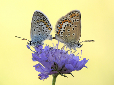 <i class='fa fa-user'></i>&nbsp;Mignon-Creative&nbsp;|  Heideblauwtje&nbsp; <i class='fa fa-eye'>&nbsp;106</i> &nbsp;<i class='fa fa-thumbs-up'>&nbsp;14</i> &nbsp; <i class='fa fa-comment-o'>&nbsp;7</i>