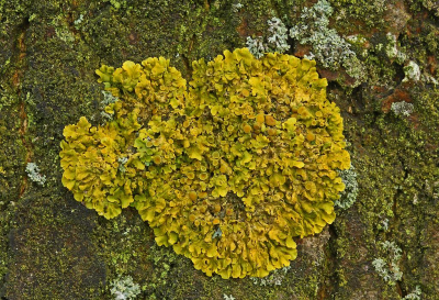 <i class='fa fa-user'></i>&nbsp;Cor&nbsp;|  Groot Dooiermos&nbsp; <i class='fa fa-eye'>&nbsp;89</i> &nbsp;<i class='fa fa-thumbs-up'>&nbsp;3</i> &nbsp; <i class='fa fa-comment-o'>&nbsp;8</i>