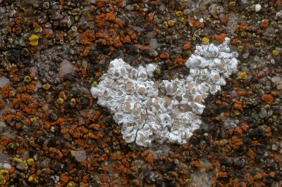 <i class='fa fa-user'></i>&nbsp;Johan van Gurp&nbsp;|  Kalkschotelkorst&nbsp; <i class='fa fa-eye'>&nbsp;80</i> &nbsp; <i class='fa fa-comment-o'>&nbsp;3</i>