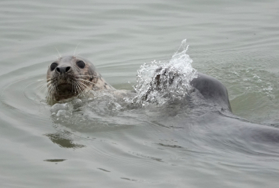 <i class='fa fa-user'></i>&nbsp;ko katsman&nbsp;|  Grijze Zeehond&nbsp; <i class='fa fa-eye'>&nbsp;127</i> &nbsp;<i class='fa fa-thumbs-up'>&nbsp;4</i> &nbsp; <i class='fa fa-comment-o'>&nbsp;8</i>