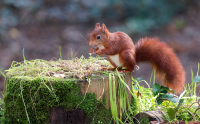 <i class='fa fa-user'></i>&nbsp;Ferry Bantjes&nbsp;|  Eekhoorn&nbsp; <i class='fa fa-eye'>&nbsp;99</i> &nbsp;<i class='fa fa-thumbs-up'>&nbsp;3</i> &nbsp; <i class='fa fa-comment-o'>&nbsp;7</i>