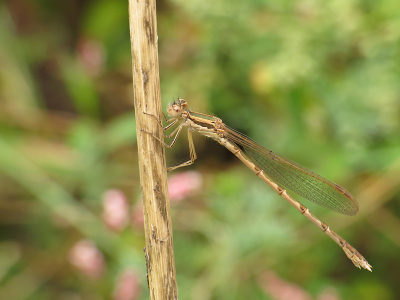 <i class='fa fa-user'></i>&nbsp;Louis&nbsp;|  Bruine Winterjuffer&nbsp; <i class='fa fa-eye'>&nbsp;53</i> &nbsp; <i class='fa fa-comment-o'>&nbsp;2</i>