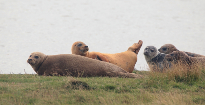 <i class='fa fa-user'></i>&nbsp;rixte&nbsp;|  Gewone Zeehond&nbsp; <i class='fa fa-eye'>&nbsp;100</i> &nbsp; <i class='fa fa-comment-o'>&nbsp;4</i>