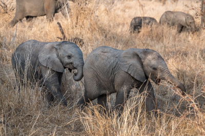 <i class='fa fa-user'></i>&nbsp;harrie69&nbsp;|  Afrikaanse Olifant&nbsp; <i class='fa fa-eye'>&nbsp;92</i> &nbsp;<i class='fa fa-thumbs-up'>&nbsp;2</i> &nbsp; <i class='fa fa-comment-o'>&nbsp;2</i>