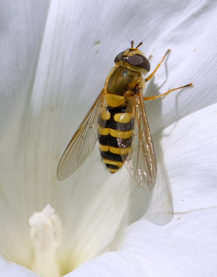 <i class='fa fa-user'></i>&nbsp;Mignon-Creative&nbsp;|  Bessenbandzweefvlieg&nbsp; <i class='fa fa-eye'>&nbsp;81</i> &nbsp; <i class='fa fa-comment-o'>&nbsp;2</i>