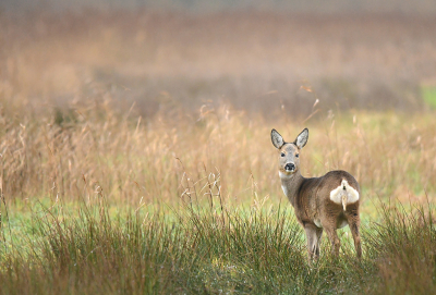 <i class='fa fa-user'></i>&nbsp;Eric Gibcus&nbsp;|  Ree&nbsp; <i class='fa fa-eye'>&nbsp;114</i> &nbsp;<i class='fa fa-thumbs-up'>&nbsp;2</i> &nbsp; <i class='fa fa-comment-o'>&nbsp;4</i>