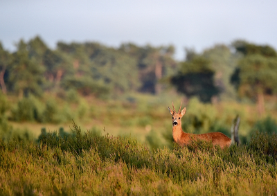 <i class='fa fa-user'></i>&nbsp;robert-jan&nbsp;|  Ree&nbsp; <i class='fa fa-eye'>&nbsp;111</i> &nbsp; <i class='fa fa-comment-o'>&nbsp;3</i>