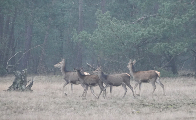 <i class='fa fa-user'></i>&nbsp;nelappelmelk&nbsp;|  Edelhert&nbsp; <i class='fa fa-eye'>&nbsp;106</i> &nbsp;<i class='fa fa-thumbs-up'>&nbsp;3</i> &nbsp; <i class='fa fa-comment-o'>&nbsp;3</i>