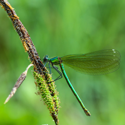 <i class='fa fa-user'></i>&nbsp;Louis&nbsp;|  Weidebeekjuffer&nbsp; <i class='fa fa-eye'>&nbsp;74</i> &nbsp;<i class='fa fa-thumbs-up'>&nbsp;2</i> &nbsp; <i class='fa fa-comment-o'>&nbsp;4</i>