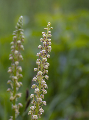 <i class='fa fa-user'></i>&nbsp;Mignon-Creative&nbsp;|  Poppenorchis&nbsp; <i class='fa fa-eye'>&nbsp;88</i> &nbsp;<i class='fa fa-thumbs-up'>&nbsp;2</i> &nbsp; <i class='fa fa-comment-o'>&nbsp;2</i>