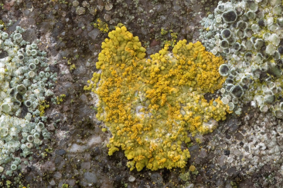 <i class='fa fa-user'></i>&nbsp;Johan van Gurp&nbsp;|  Stoffige Citroenkorst&nbsp; <i class='fa fa-eye'>&nbsp;84</i> &nbsp;<i class='fa fa-thumbs-up'>&nbsp;2</i> &nbsp; <i class='fa fa-comment-o'>&nbsp;3</i>