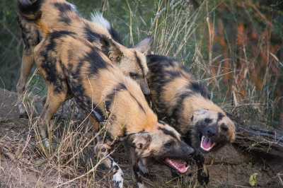 <i class='fa fa-user'></i>&nbsp;harrie69&nbsp;|  Afrikaanse Wilde Hond&nbsp; <i class='fa fa-eye'>&nbsp;128</i> &nbsp; <i class='fa fa-comment-o'>&nbsp;2</i>