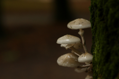 <i class='fa fa-user'></i>&nbsp;Ruben de Bruijn&nbsp;|  Porseleinzwam&nbsp; <i class='fa fa-eye'>&nbsp;91</i> &nbsp;<i class='fa fa-thumbs-up'>&nbsp;1</i> &nbsp; <i class='fa fa-comment-o'>&nbsp;2</i>