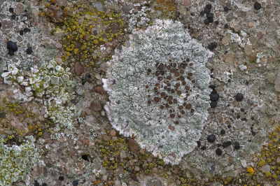 <i class='fa fa-user'></i>&nbsp;Johan van Gurp&nbsp;|  Kastanjebruine Schotelkorst&nbsp; <i class='fa fa-eye'>&nbsp;75</i> &nbsp;<i class='fa fa-thumbs-up'>&nbsp;2</i> &nbsp; <i class='fa fa-comment-o'>&nbsp;2</i>