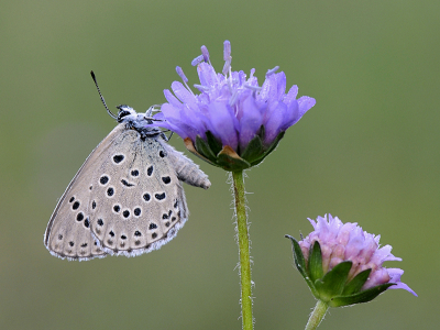 <i class='fa fa-user'></i>&nbsp;Mignon-Creative&nbsp;|  Tijmblauwtje&nbsp; <i class='fa fa-eye'>&nbsp;110</i> &nbsp;<i class='fa fa-thumbs-up'>&nbsp;12</i> &nbsp; <i class='fa fa-comment-o'>&nbsp;4</i>