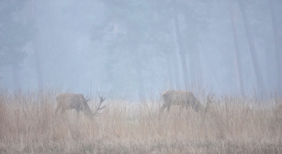 <i class='fa fa-user'></i>&nbsp;nelappelmelk&nbsp;|  Edelhert&nbsp; <i class='fa fa-eye'>&nbsp;104</i> &nbsp;<i class='fa fa-thumbs-up'>&nbsp;1</i> &nbsp; <i class='fa fa-comment-o'>&nbsp;2</i>