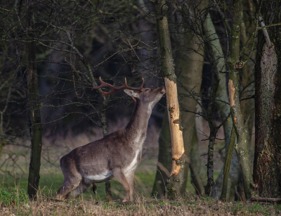 <i class='fa fa-user'></i>&nbsp;Eef Kieft&nbsp;|  Damhert&nbsp; <i class='fa fa-eye'>&nbsp;108</i> &nbsp;<i class='fa fa-thumbs-up'>&nbsp;1</i> &nbsp; <i class='fa fa-comment-o'>&nbsp;5</i>