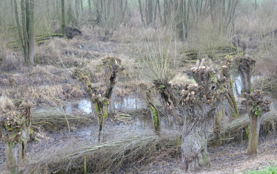 <i class='fa fa-user'></i>&nbsp;nelappelmelk&nbsp;|  Geknotte wilgen&nbsp; <i class='fa fa-eye'>&nbsp;118</i> &nbsp; <i class='fa fa-comment-o'>&nbsp;3</i>