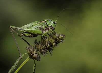 <i class='fa fa-user'></i>&nbsp;Mignon-Creative&nbsp;|  Wrattenbijter&nbsp; <i class='fa fa-eye'>&nbsp;126</i> &nbsp;<i class='fa fa-thumbs-up'>&nbsp;9</i> &nbsp; <i class='fa fa-comment-o'>&nbsp;9</i>