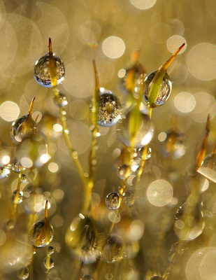 <i class='fa fa-user'></i>&nbsp;Nel R&nbsp;|  Mistdruppels&nbsp; <i class='fa fa-eye'>&nbsp;127</i> &nbsp;<i class='fa fa-thumbs-up'>&nbsp;16</i> &nbsp; <i class='fa fa-comment-o'>&nbsp;13</i>