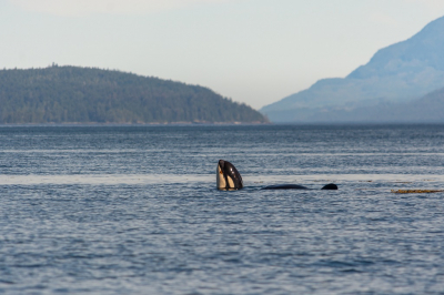 <i class='fa fa-user'></i>&nbsp;harrie69&nbsp;|  Orka&nbsp; <i class='fa fa-eye'>&nbsp;182</i> &nbsp;<i class='fa fa-thumbs-up'>&nbsp;1</i> &nbsp; <i class='fa fa-comment-o'>&nbsp;8</i>