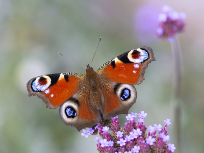 <i class='fa fa-user'></i>&nbsp;Mignon-Creative&nbsp;|  Dagpauwoog&nbsp; <i class='fa fa-eye'>&nbsp;97</i> &nbsp;<i class='fa fa-thumbs-up'>&nbsp;13</i> &nbsp; <i class='fa fa-comment-o'>&nbsp;6</i>