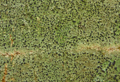 <i class='fa fa-user'></i>&nbsp;Cor&nbsp;|  Gewoon Purperschaaltje&nbsp; <i class='fa fa-eye'>&nbsp;89</i> &nbsp;<i class='fa fa-thumbs-up'>&nbsp;1</i> &nbsp; <i class='fa fa-comment-o'>&nbsp;7</i>