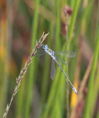 <i class='fa fa-user'></i>&nbsp;rixte&nbsp;|  Gewone Pantserjuffer&nbsp; <i class='fa fa-eye'>&nbsp;69</i> &nbsp;<i class='fa fa-thumbs-up'>&nbsp;2</i> &nbsp; <i class='fa fa-comment-o'>&nbsp;5</i>