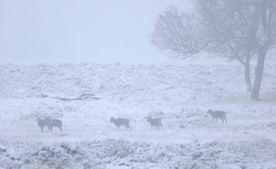 <i class='fa fa-user'></i>&nbsp;nelappelmelk&nbsp;|  Moeflon&nbsp; <i class='fa fa-eye'>&nbsp;149</i> &nbsp;<i class='fa fa-thumbs-up'>&nbsp;2</i> &nbsp; <i class='fa fa-comment-o'>&nbsp;11</i>