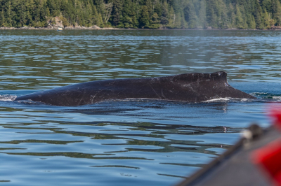 <i class='fa fa-user'></i>&nbsp;harrie69&nbsp;|  Bultrug&nbsp; <i class='fa fa-eye'>&nbsp;152</i> &nbsp; <i class='fa fa-comment-o'>&nbsp;11</i>