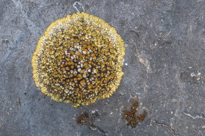 <i class='fa fa-user'></i>&nbsp;Johan van Gurp&nbsp;|  Sinaasappelkorst&nbsp; <i class='fa fa-eye'>&nbsp;88</i> &nbsp;<i class='fa fa-thumbs-up'>&nbsp;4</i> &nbsp; <i class='fa fa-comment-o'>&nbsp;9</i>