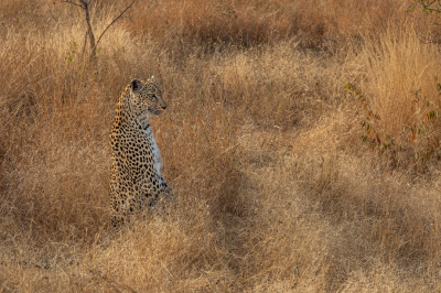 <i class='fa fa-user'></i>&nbsp;harrie69&nbsp;|  Luipaard&nbsp; <i class='fa fa-eye'>&nbsp;151</i> &nbsp;<i class='fa fa-thumbs-up'>&nbsp;10</i> &nbsp; <i class='fa fa-comment-o'>&nbsp;10</i>