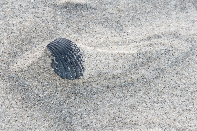 <i class='fa fa-user'></i>&nbsp;Johan van Gurp&nbsp;|  Fossiele schelp&nbsp; <i class='fa fa-eye'>&nbsp;105</i> &nbsp;<i class='fa fa-thumbs-up'>&nbsp;1</i> &nbsp; <i class='fa fa-comment-o'>&nbsp;10</i>